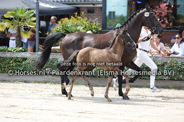 110 Oklahoma (Johnson x Kentucky v. DEesperado)