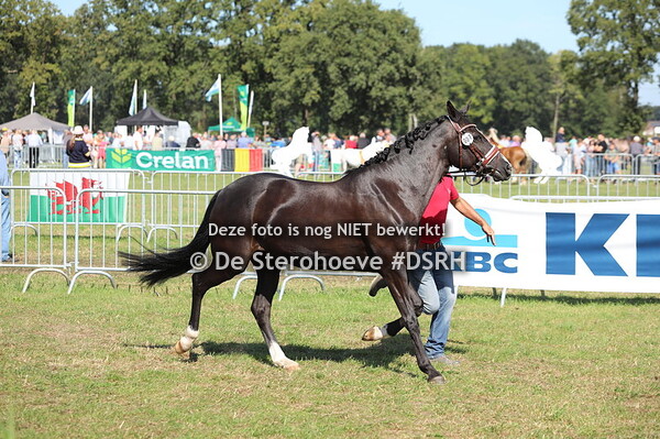 2.Merries grote maat 6j en ouder