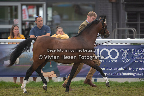 Yearling Colts Section B