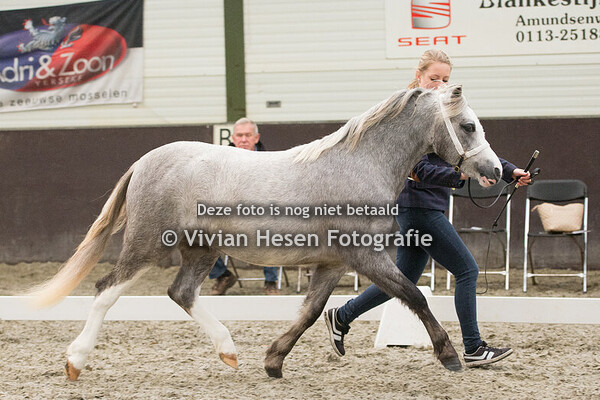 Welsh Winter Youngstock Show