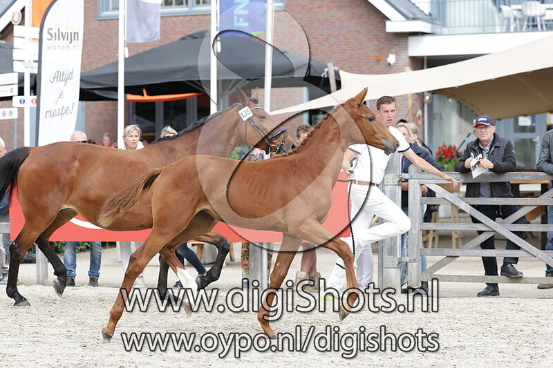 Vanamo Zoya vd Daelhoeve v. Pjethro