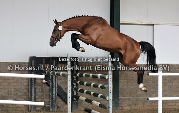14-07-2020 Stamboekkeuring KWPN Enter