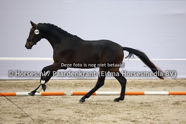 330 (Dutch Dream x Romanov Blue Hors)