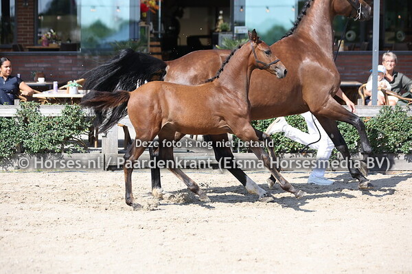 85 Victory Love (Love Connect x Afas EBH v. Amadeo v't VossenhoF)