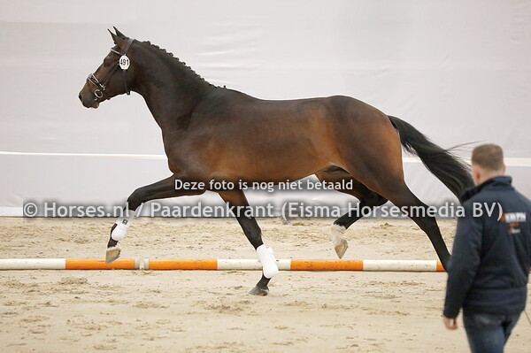 491 Ravello G (Raven x beabell v. Gribaldi)