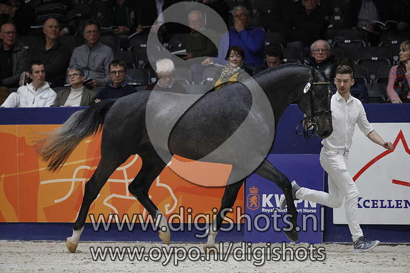 Miraculeus Larus 145