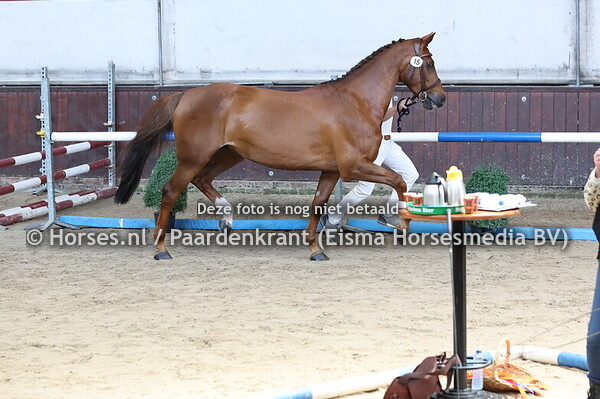 15 Jaranga (Indorado x Farella v. Harley)