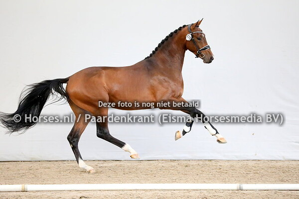 KWPN HK 1e bez dressuur 7 december 2021