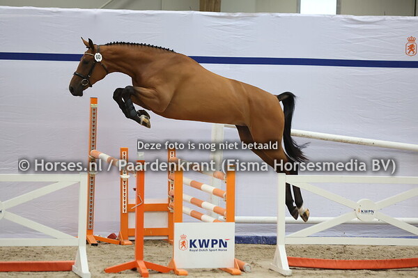 60 Cest Cherry VDL Z (CHacco Blue x Becherry v. Stakkato)