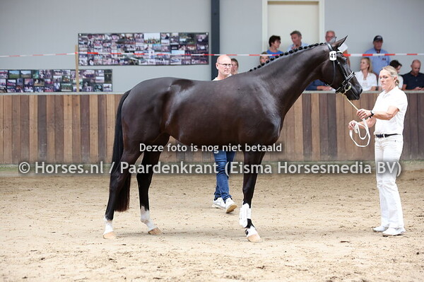 41 Special Touch W (Total Hope x Zsa Zsa v. Florencio)