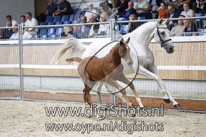 Udoselli vd Watermolen - 040