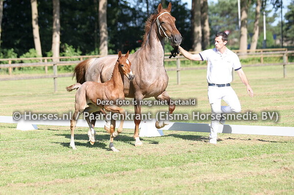 232 Vedermaan (Norbert x Madelief v. Heliotroop)