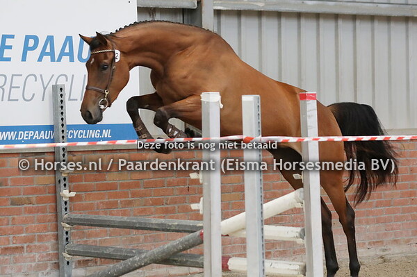 12 Prytanja (Kensington ES x Hycitanja v. Nomero Uno)