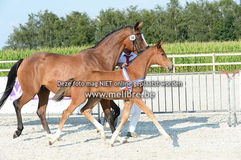 Veulenkeuring - kopgroep