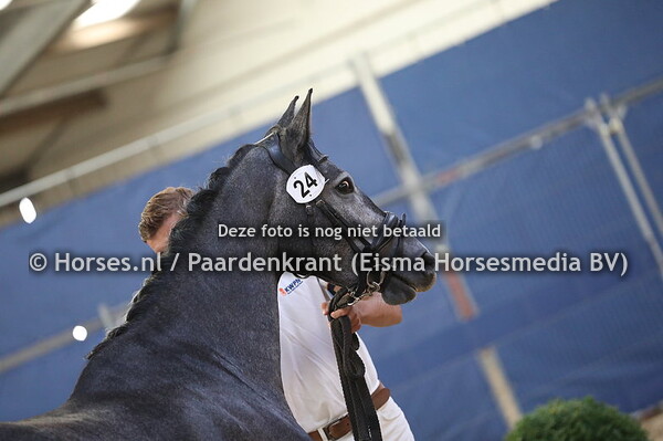 24 Oostvaarders Flicka