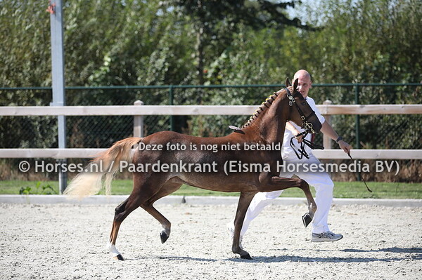 26 Top Sine Golden Liesje