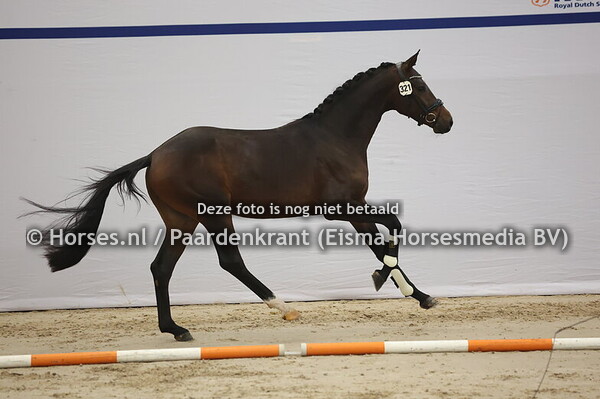 321 (Donier x Double Dutch)