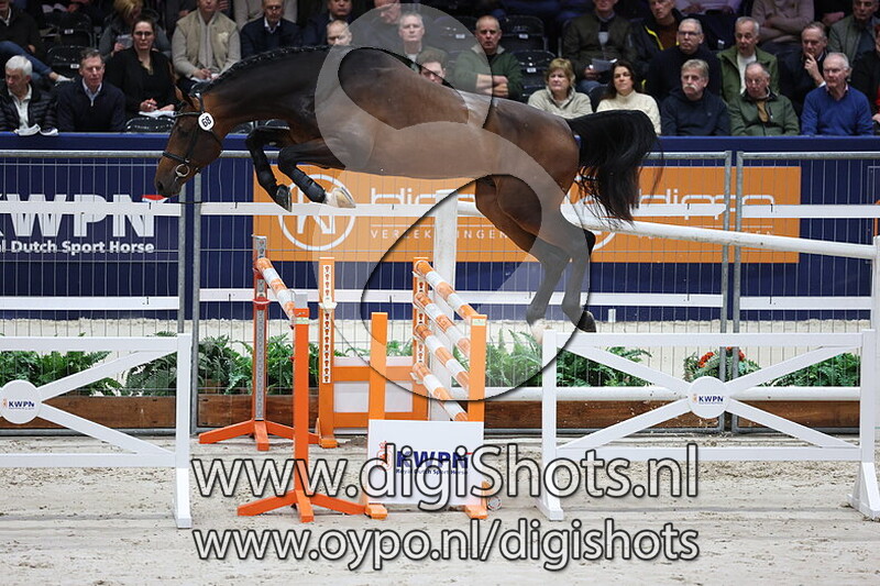 Dazzler van Seldsum Z v. Dourkhan Hero Z