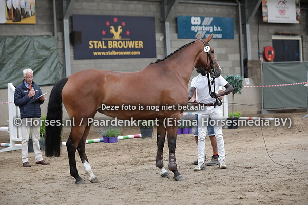 17 My Dinia (Great Blue x V-Dinia v. Goodtimes)