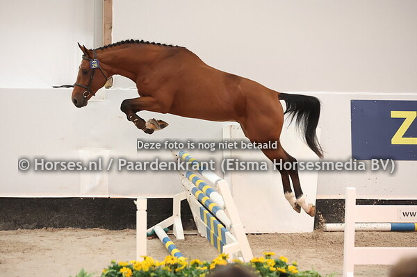 29 Waikiki vd Smidshoeve (Aganix du S x Thunder vd Z) (1)