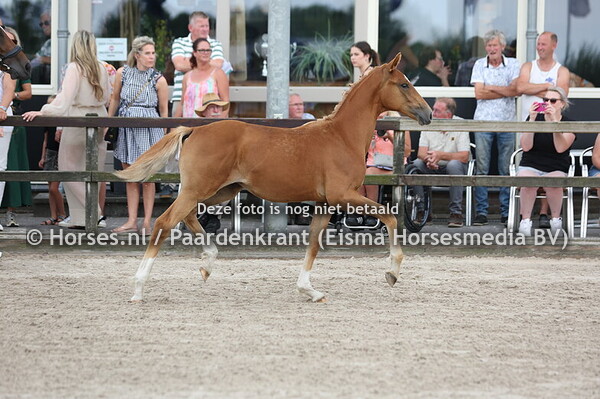 82 Vitalia (Miami Turfhorst x Aneta v. Chagall)