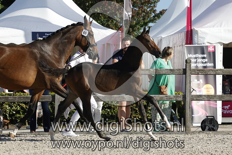 Tommy Shelby v. Just Wimphof