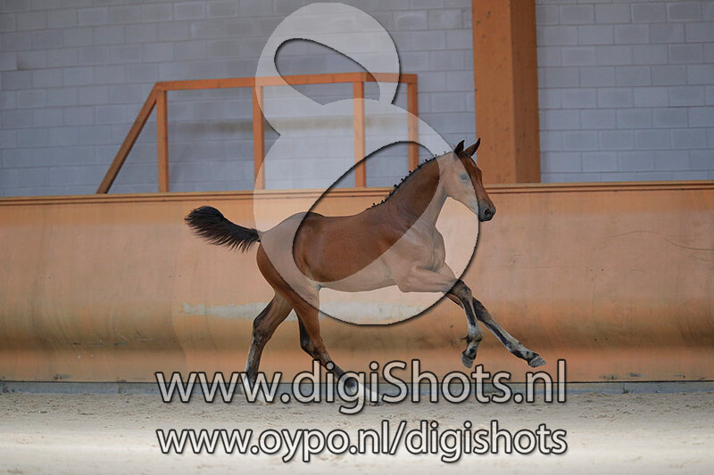 Corvette Z.G. v. Cornet Obolensky