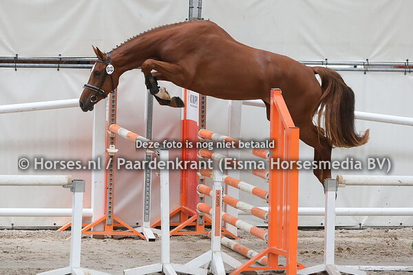 98 La Rosso Lady (Harley VDL x Balou Lady v. Balou du Rouet)