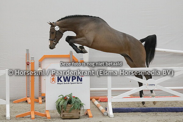 124 O (Inaico VDL x Excellent v. Whitaker)