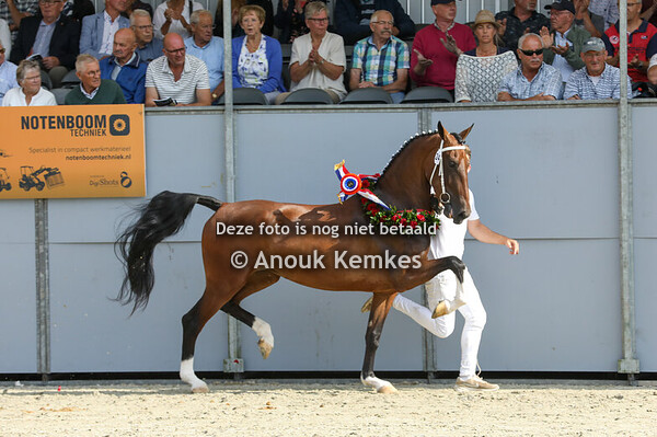 FINALE NMK 3 Jarige merries 