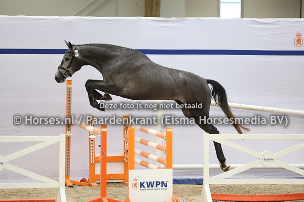 61 Showbizz Passion (Chaccoon Blue x Della Passion v. Whitaker)