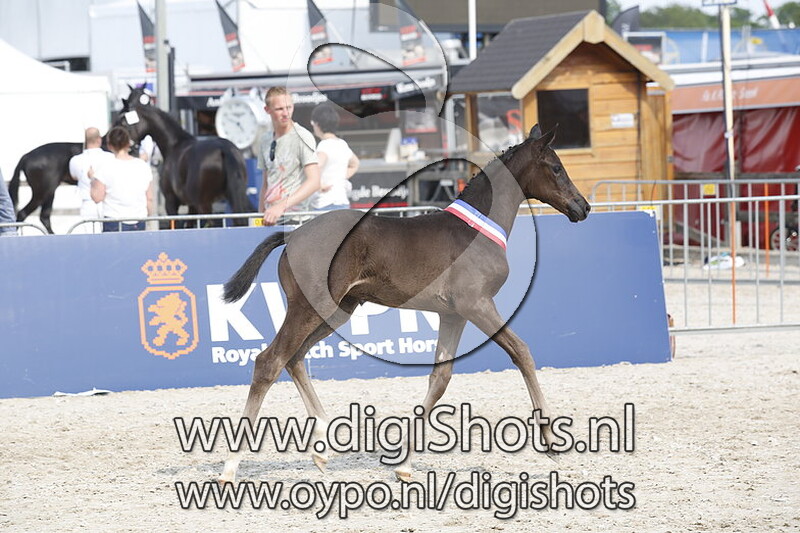 Olive Quina TF v. Taminiau