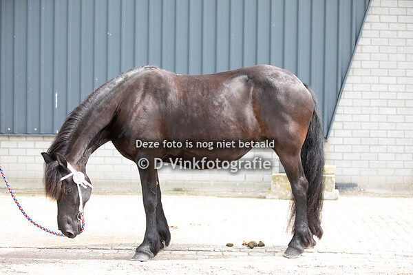 37. Siebeltsje fan oan it Spoarwei