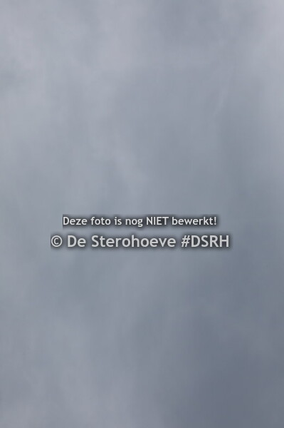 4.vrouwelijke jaarlingen springen