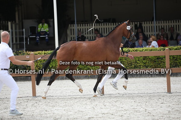 191 Lisa Morka (Florencio x Cidamorka v. Jazz)  (1)