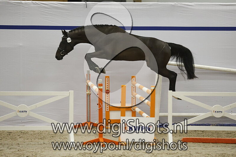 Saka Ricci SF v. Qannando B&V