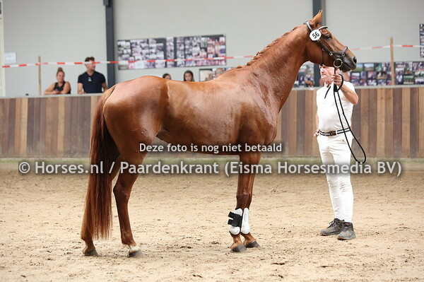 56 Ryana (Wolkentanz x Flooramie v. Florestan I)