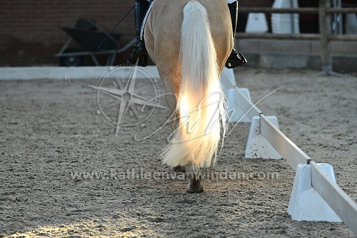 Lily Koppes - LM's Golden Honey