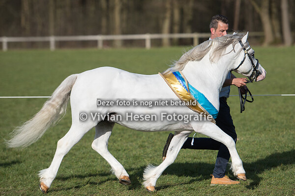 Spring Show Welsh Belgium