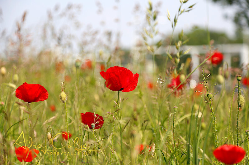 Klaprozen in Leidschendam-Voorburg
