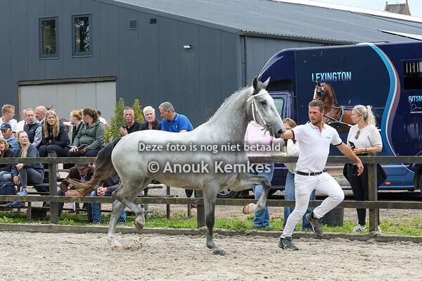 Soraya K ( Lanto HBC x Victory )