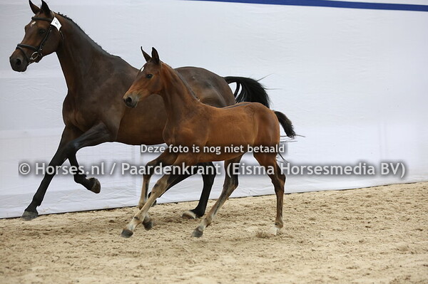 14 Vincent (Mindset ES x CH Gannie v. Numero Uno)